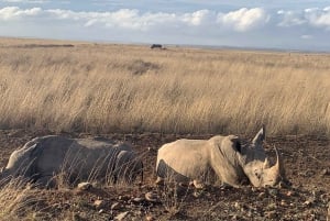Nairobi National Park, Baby Elephant and Giraffe Center Tour