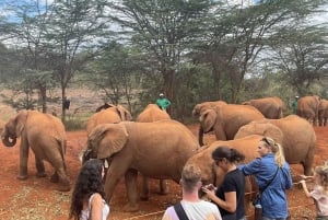 Nairobi National Park, Baby Elephant and Giraffe Center Tour