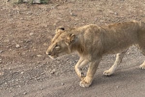 Nairobi National Park, Baby Elephant and Giraffe Center Tour