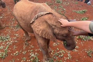 Nairobi National Park, Baby Elephant and Giraffe Center Tour