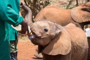 Nairobi National Park, Baby Elephant and Giraffe Center Tour