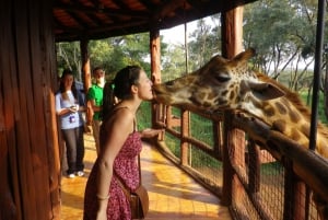 Nairobi National Park, Baby Elephant and Giraffe Center Tour