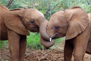 Nairobi National Park, Baby Elephant and Giraffe Center Tour