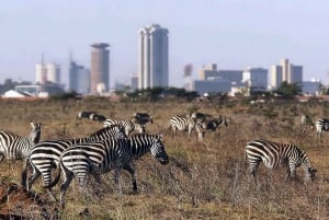 Nairobi National Park, Baby Elephant and Giraffe Center Tour