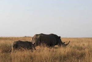 Nairobi National Park, Baby Elephant and Giraffe Center Tour