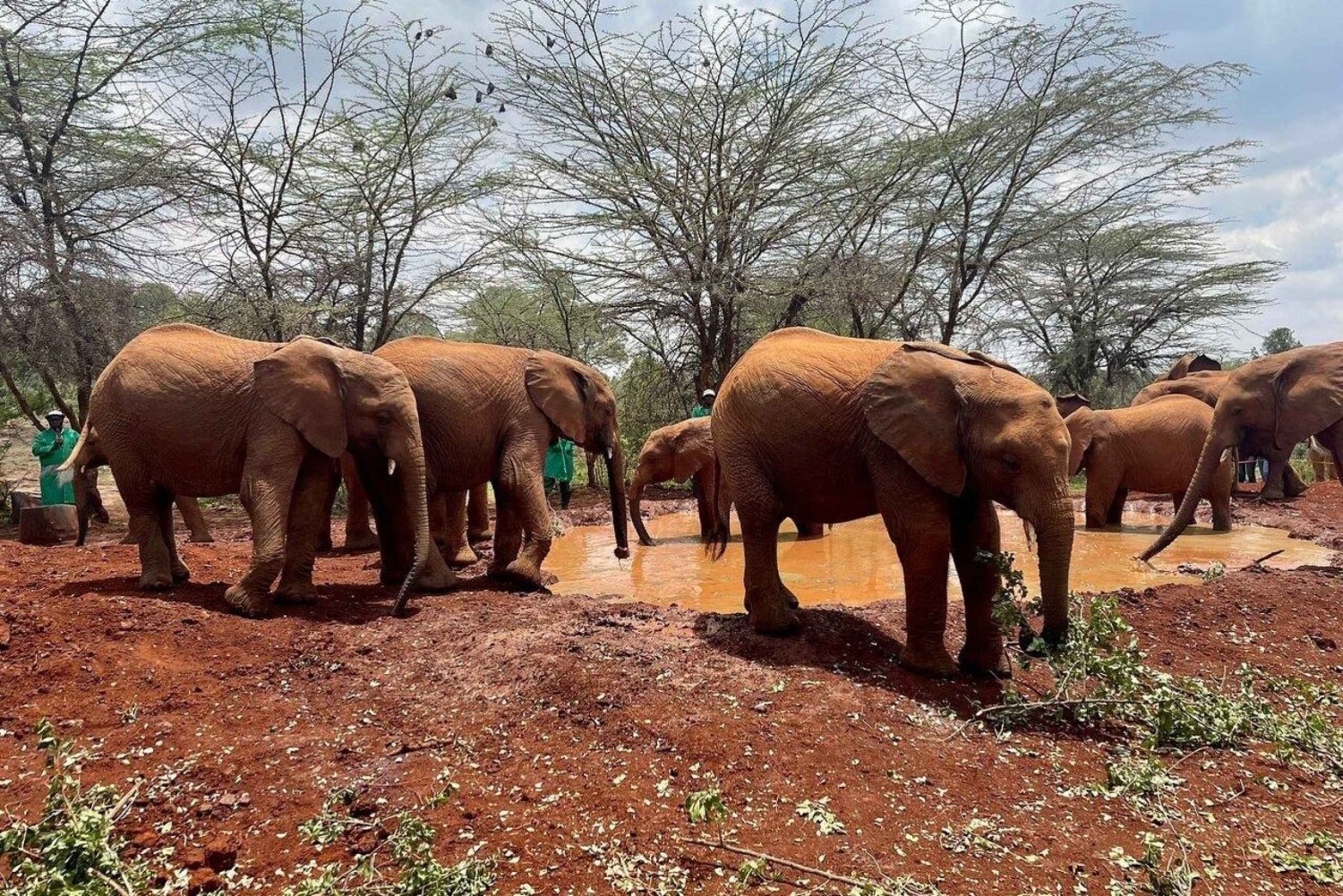 Nairobi National Park, Baby Elephant and Giraffe Center Tour