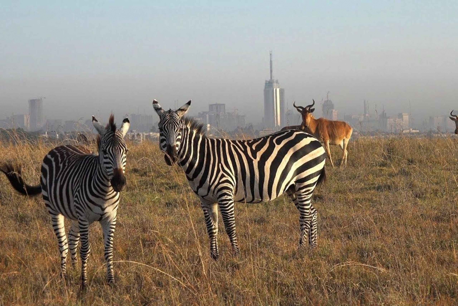 Nairobi: Kansallispuisto, Baby Elephant, & Giraffe Center Tour (kirahvikeskus)