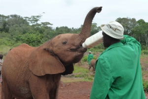 Nairobi: Rundvisning i nationalpark, elefantunge og girafcenter