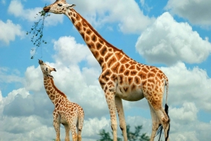 Nairóbi: excursão ao parque nacional, ao bebê elefante e ao centro de girafas