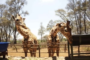 Nairobi: Park Narodowy, sierociniec dla słoni i centrum żyraf