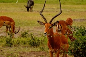 Nairobi: Park Narodowy, sierociniec dla słoni i centrum żyraf