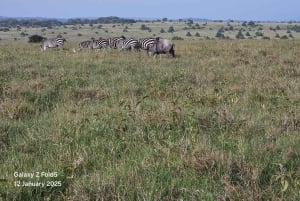 Nairobi: Park Narodowy, sierociniec dla słoni i centrum żyraf