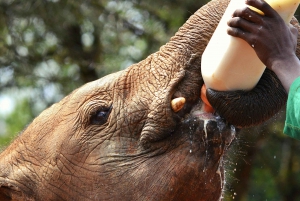 Nairobi: National Park, Baby Elephant & Giraffe Centre Tour