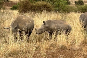 Nairobi: National Park, Baby Elephant & Giraffe Centre Tour