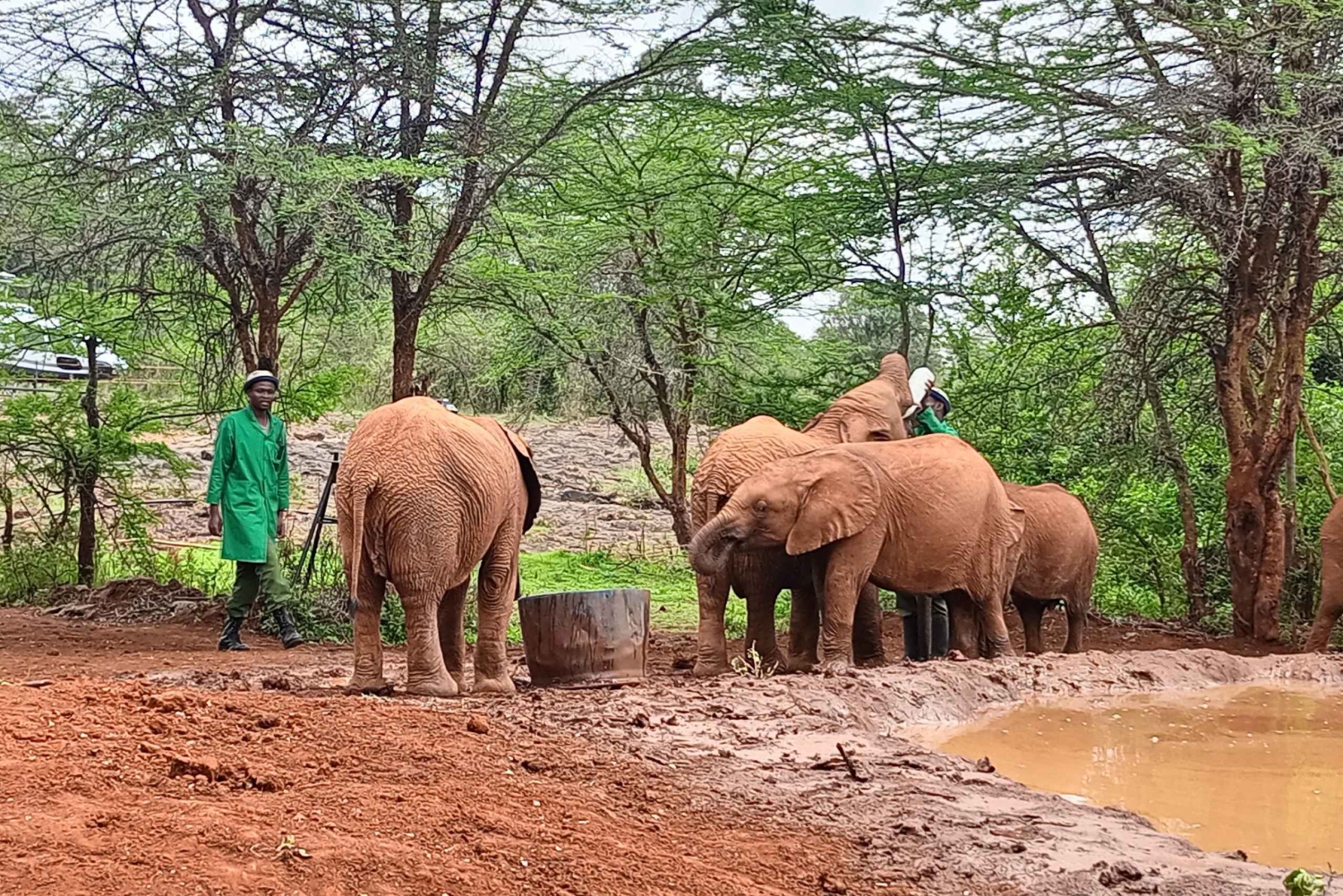 Nairobi nationalpark Elefantbarnhemmet Giraffcentret