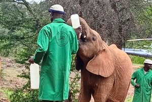 Parque Nacional de Nairóbi Orfanato de bebês elefantes Centro de girafas
