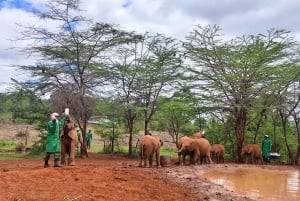Parque Nacional de Nairóbi Orfanato de bebês elefantes Centro de girafas