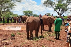 Parque Nacional de Nairóbi Orfanato de bebês elefantes Centro de girafas
