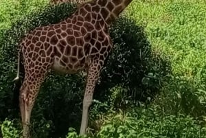 Parque Nacional de Nairóbi Orfanato de bebês elefantes Centro de girafas