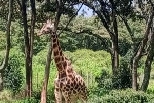 Parque Nacional de Nairóbi Orfanato de bebês elefantes Centro de girafas