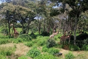 Parque Nacional de Nairóbi Orfanato de bebês elefantes Centro de girafas