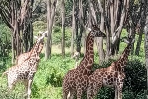 Parque Nacional de Nairóbi Orfanato de bebês elefantes Centro de girafas