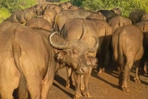 Parque Nacional de Nairóbi Orfanato de bebês elefantes Centro de girafas