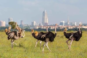 Nairobi-Nationalpark & Besuch einer Perlenfabrik