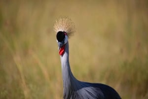 ナイロビ国立公園バードウォッチングツアー（送迎付き）