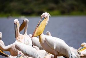 ナイロビ国立公園バードウォッチングツアー（送迎付き）