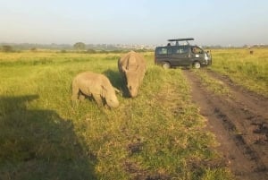Nairobin kansallispuisto,David Sheldrick,GiraffeCenter:puoli päivää