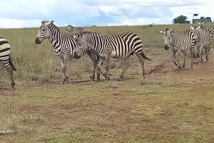Nairobi nationalpark,David sheldrick,GiraffeCenter:halv dag