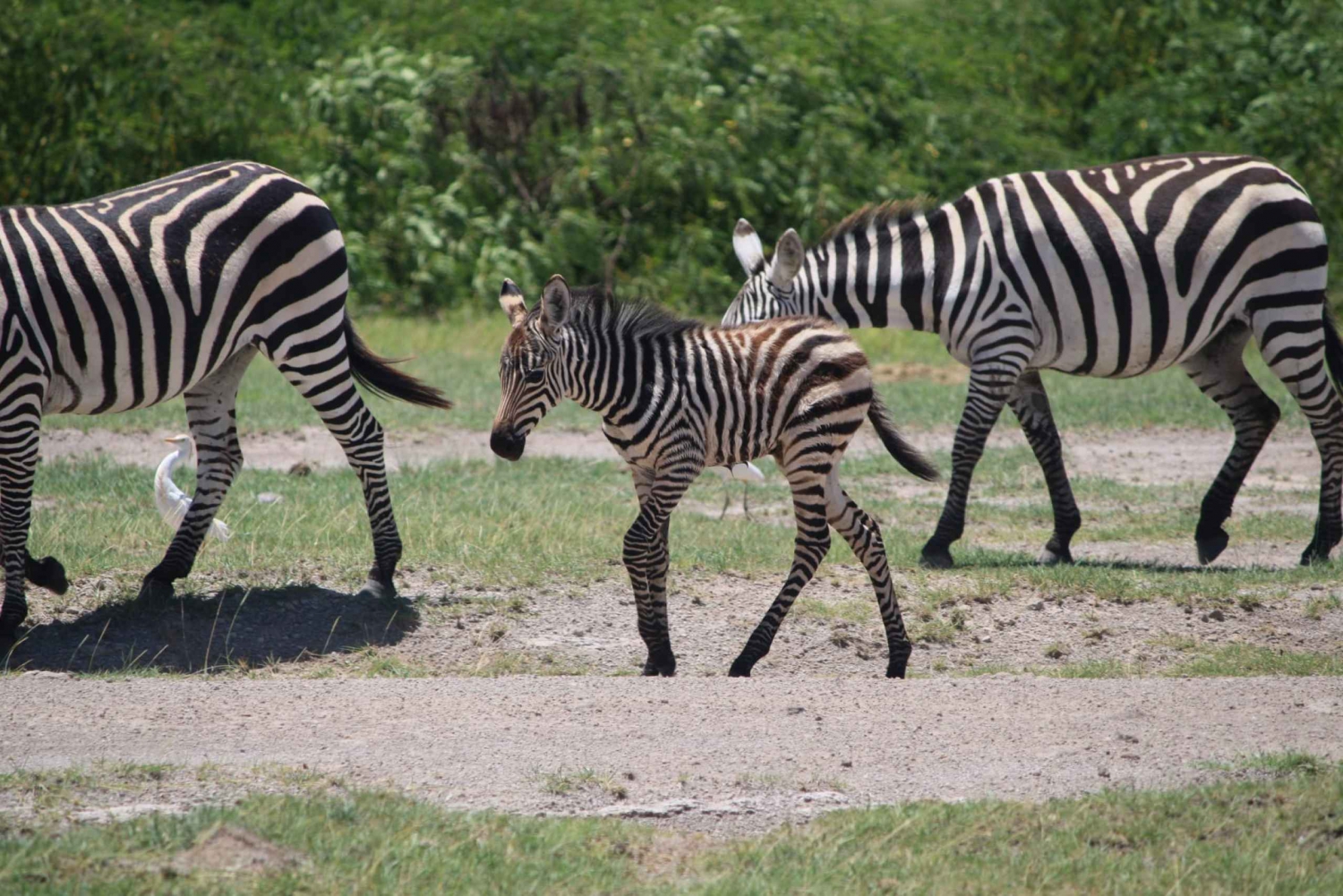 Nairobi National Park Day Trip