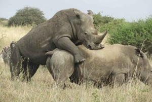 Park Narodowy Nairobi – wycieczka prywatna