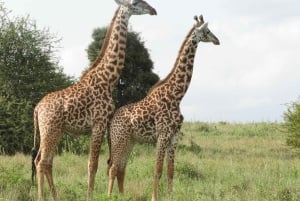 Park Narodowy Nairobi – wycieczka prywatna