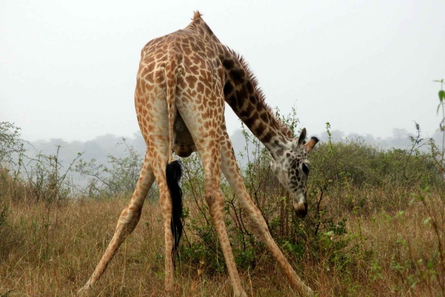 Nairobi National Park Drive Shared tour