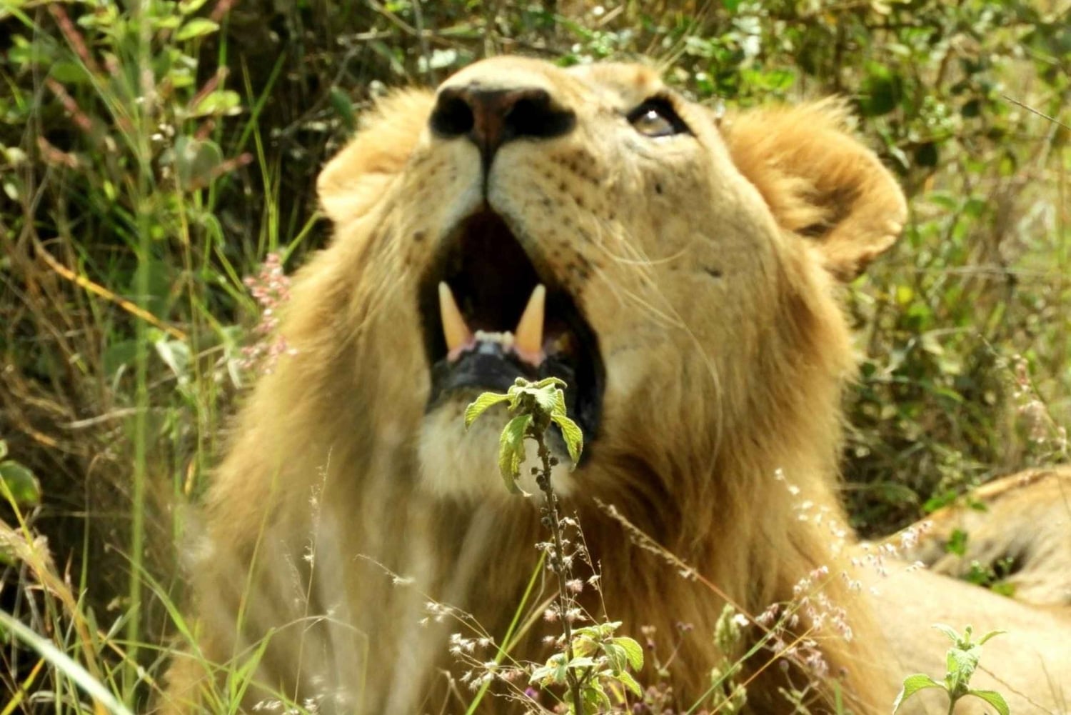 Nairobi National Park Drive Shared tour
