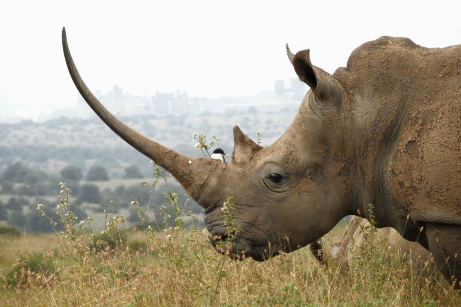 Nairobi National Park Drive Shared tour