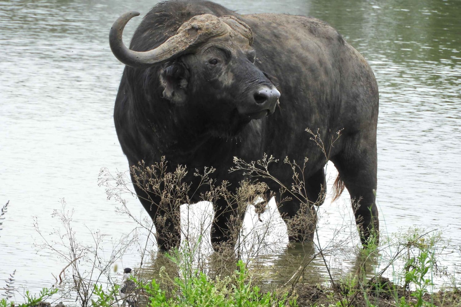 Nairobi National Park Drive Shared tour
