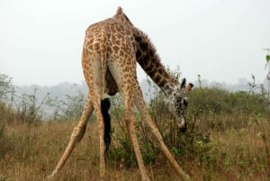 Nairobi National Park Drive Shared tour