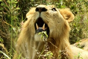 Nairobi National Park Drive Shared tour