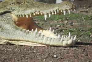 Nairobi National Park Drive Shared tour