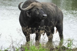 Nairobi National Park Drive Shared tour