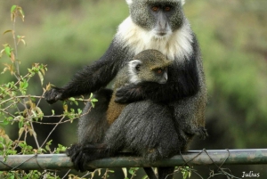 Nairobi National Park Drive Shared tour