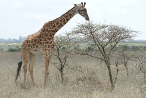 Nairobi National Park Drive Shared tour