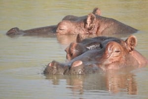 Nairobi National Park Drive Shared tour