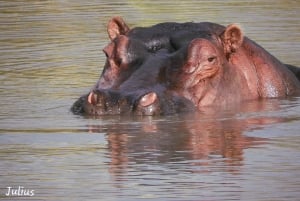 Nairobi National Park Drive Shared tour