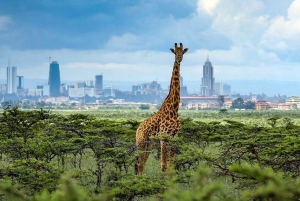 Nairobi National Park drive