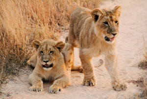 Nairobi National Park: Early Morning / Afternoon Game Drive