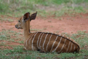 Nairobi National Park: Early Morning / Afternoon Game Drive